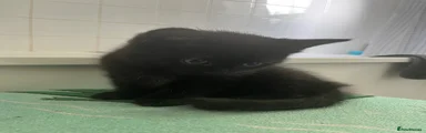 Fully black