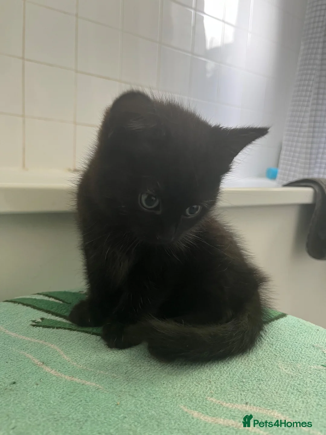 British Longhair cats for sale: Bonded pair of kittens  - Advert 2