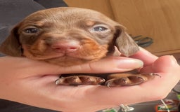 Dachshund dogs for sale: 7 Dachshund Puppies light & dark dapple and brown - Image 8