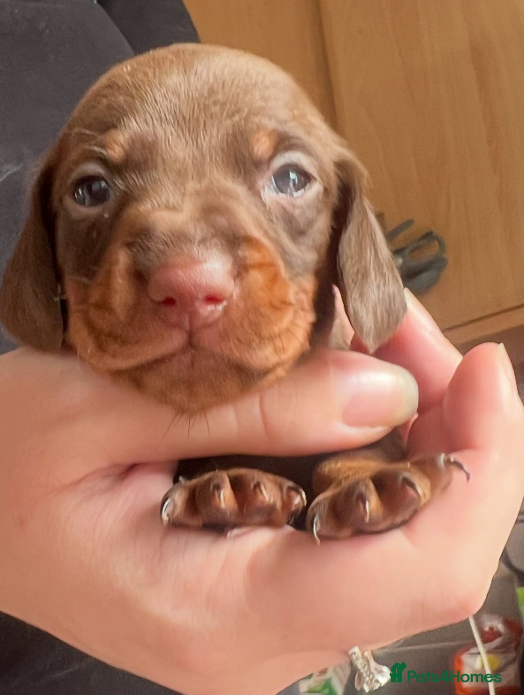Dachshund dogs for sale: 7 Dachshund Puppies light & dark dapple and brown - Image 8