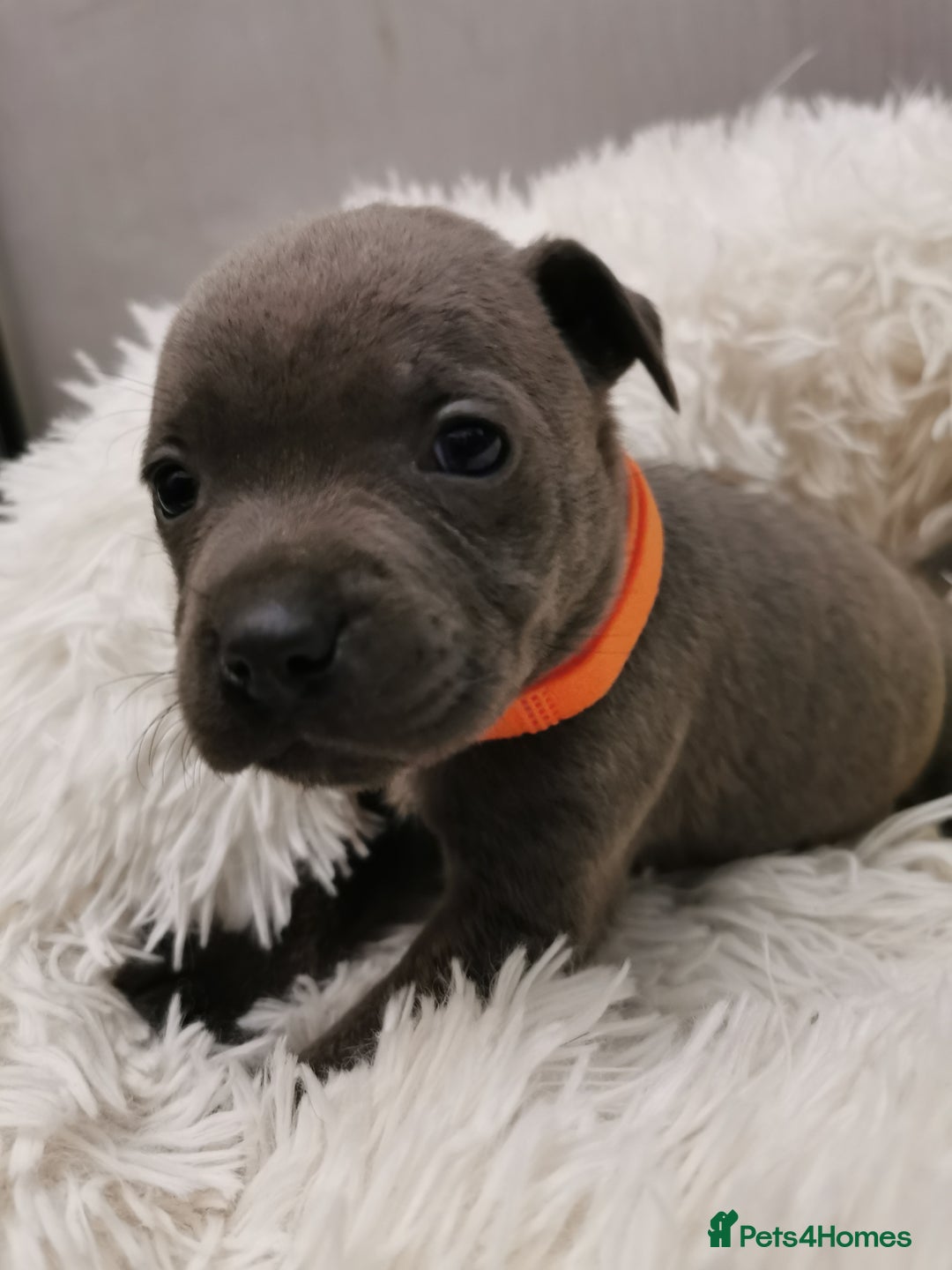 Staffordshire Bull Terrier dogs for sale: Staffordshire Bull Terrier puppies for sale  - Advert 15