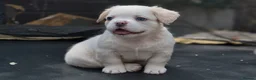 French Bulldog dogs for sale: FLUFFY FRENCHY:ISABELLA/LILAC/PLATINUM-KC&DNA CERT - Advert 10