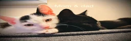 Mixed Breed cats for sale: 🐾 Clean, Healthy Bombay x Turkish Van Kittens - Advert 15