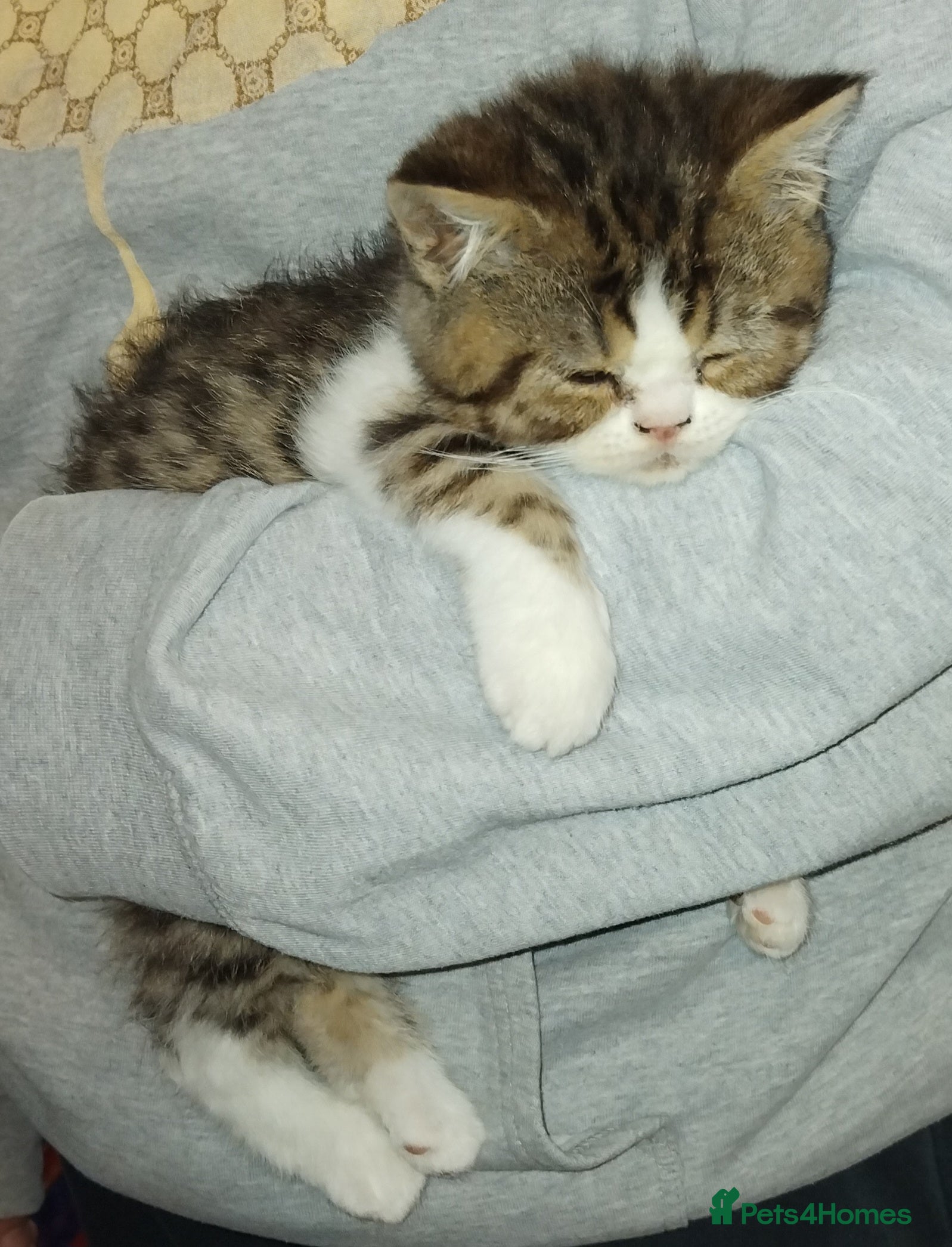 Exotic cats Beautiful kittens - Advert 7