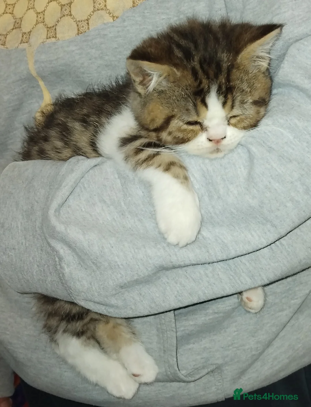 Exotic cats for sale: Beautiful kittens - Advert 1