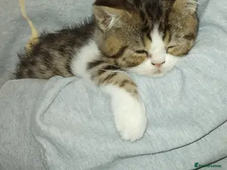 Exotic cats Beautiful kittens - Advert 7