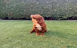 Cocker Spaniel dogs for sale: KC Reg Fox Red Working Cocker Spaniel Male  - Image 15