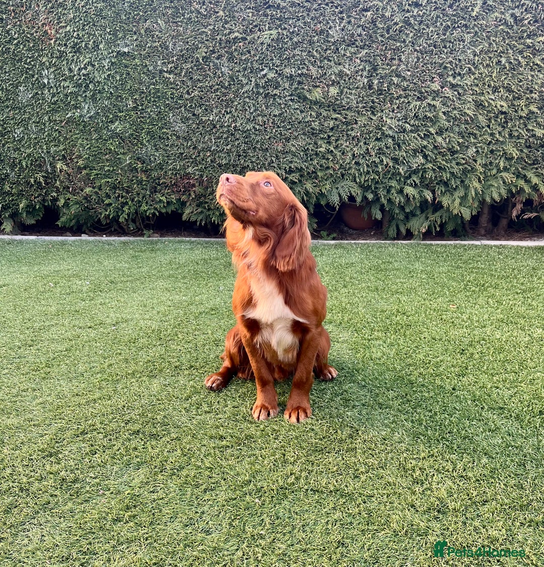 Cocker Spaniel dogs for sale: KC Reg Fox Red Working Cocker Spaniel Male  - Image 15