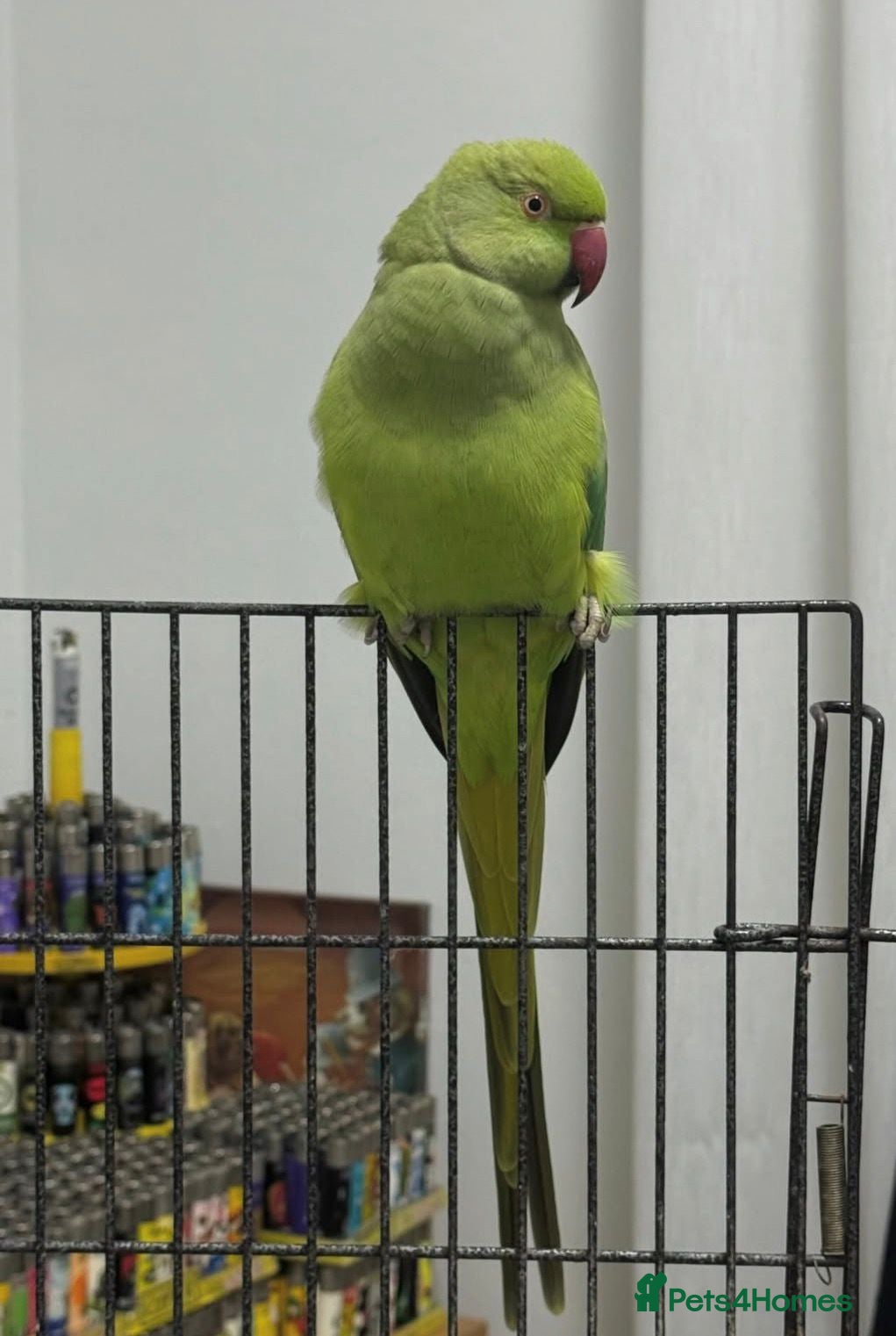 Ringnecks birds Baby Ringneck parrot for sale  - Advert 1