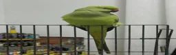 Ringnecks birds for sale: Baby Ringneck parrot for sale  in Leicester - Advert 1