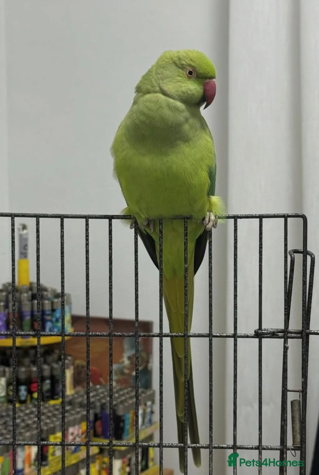 Ringnecks birds for sale: Baby Ringneck parrot for sale  in Leicester - Advert 1