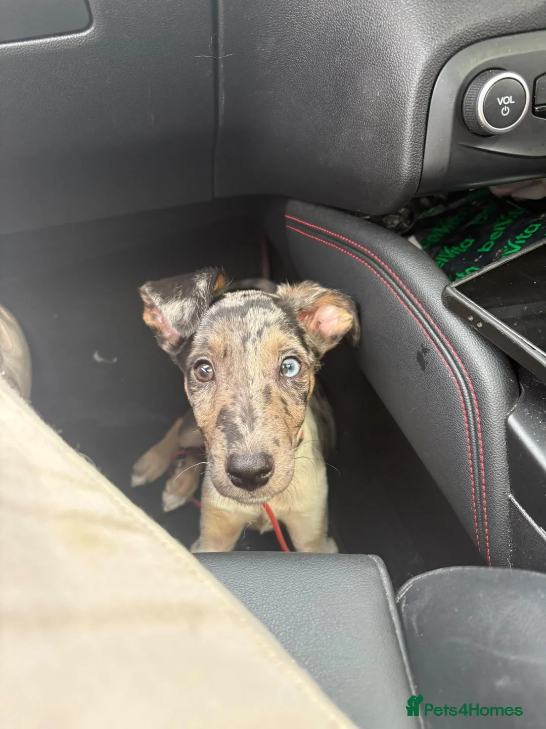 Mixed Breed dogs for sale: Collie x puppy  - Advert 5