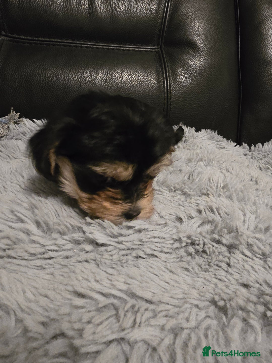 Morkie dogs for sale: Morkie puppies for sale - Advert 25