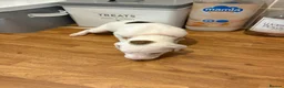 Mixed Breed dogs for sale: Lurcher x saluki puppies in Salisbury - Advert 12