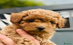 Maltipoo dogs for sale: OUTSTANDING F1b Tiny Asian Maltipoo Puppies - Image 5