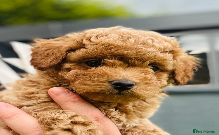 Maltipoo dogs - Advert 12
