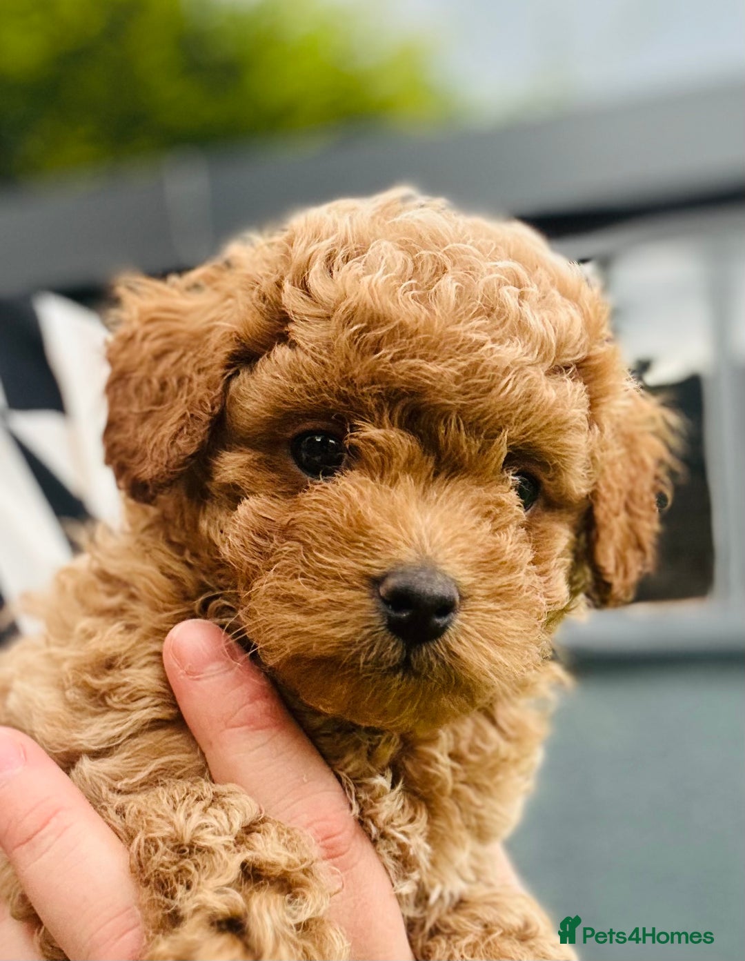 Maltipoo dogs for sale: OUTSTANDING F1b Tiny Asian Maltipoo Puppies - Image 5