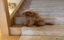 Toy Poodle dogs for sale: Outstanding litter of Red KC Toy Poodles - Image 6