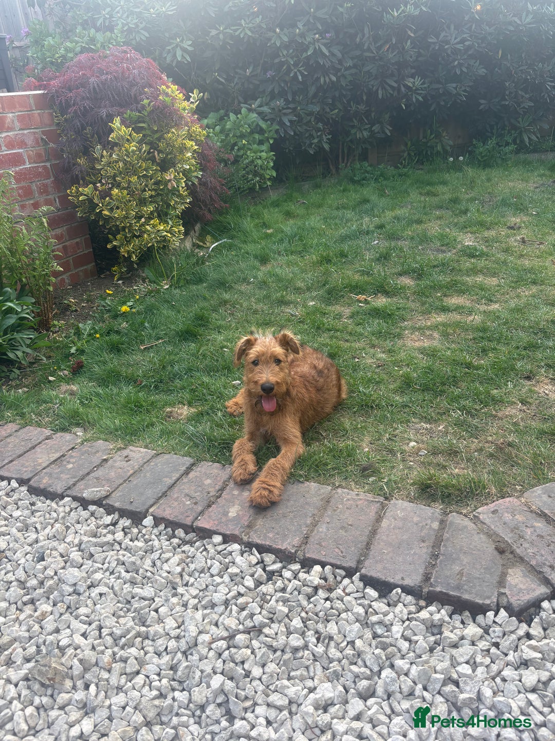 Irish Terrier dogs for sale: Beautiful Irish Terrier Pup for sale (9months old) - Image 4