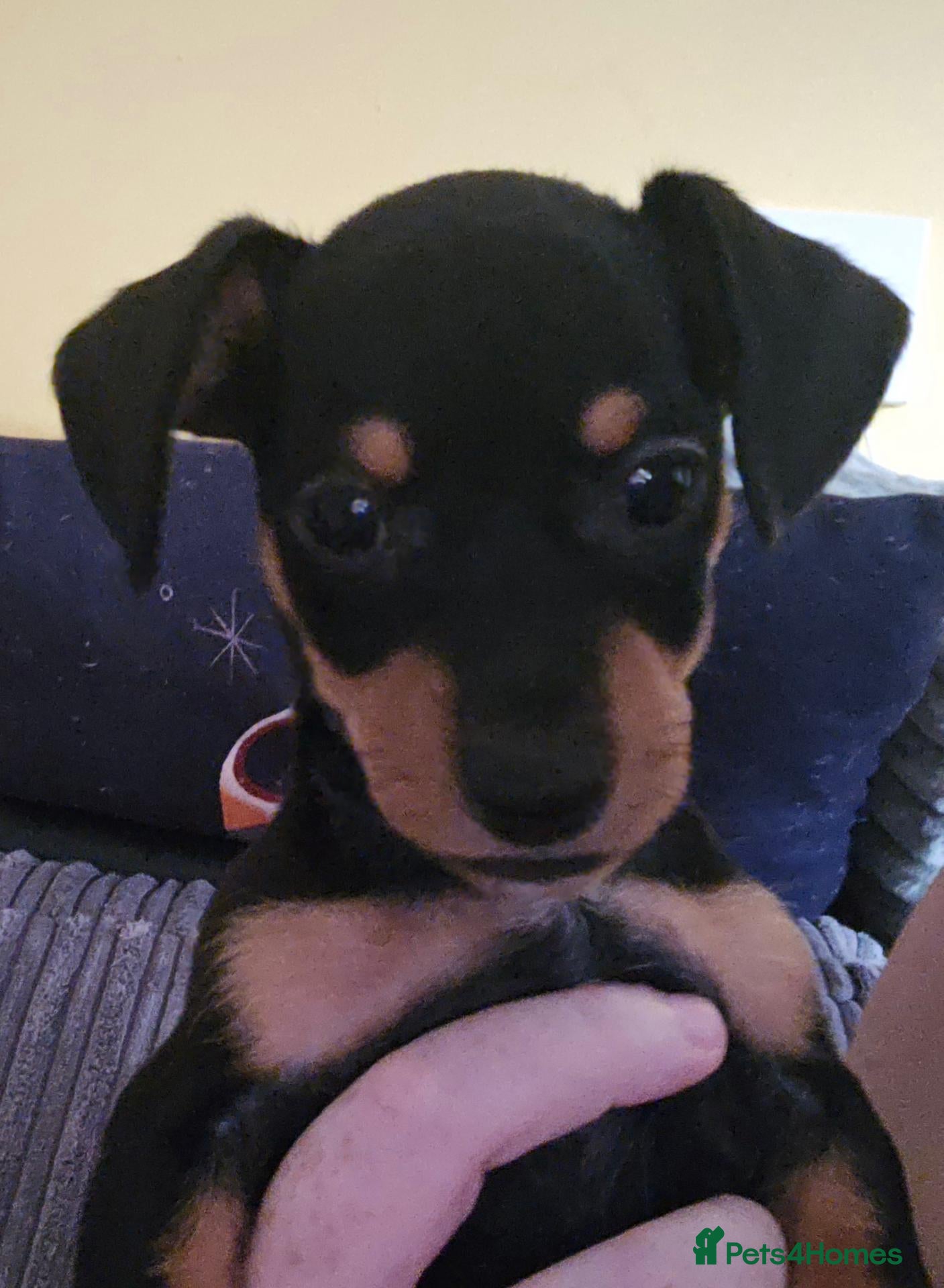 Jackshund dogs Miniature Jackshund 🐶  - Advert 6