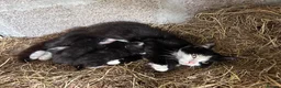 Domestic Shorthair cats for sale: Kittens - Newborn black and white - Advert 3