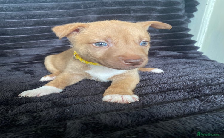 Mixed Breed dogs - Advert 4