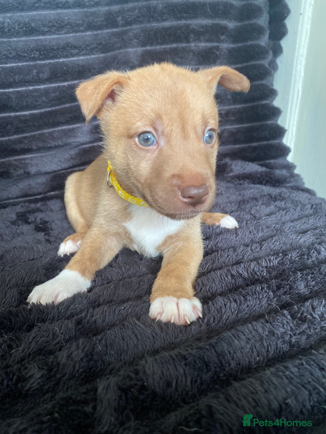 Mixed Breed dogs for sale: Husky x staffy - Image 1