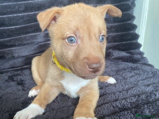 Mixed Breed dogs - Advert 24