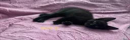 Mixed Breed cats for sale: 6 Black Kittens Ready to Leave! - Advert 9