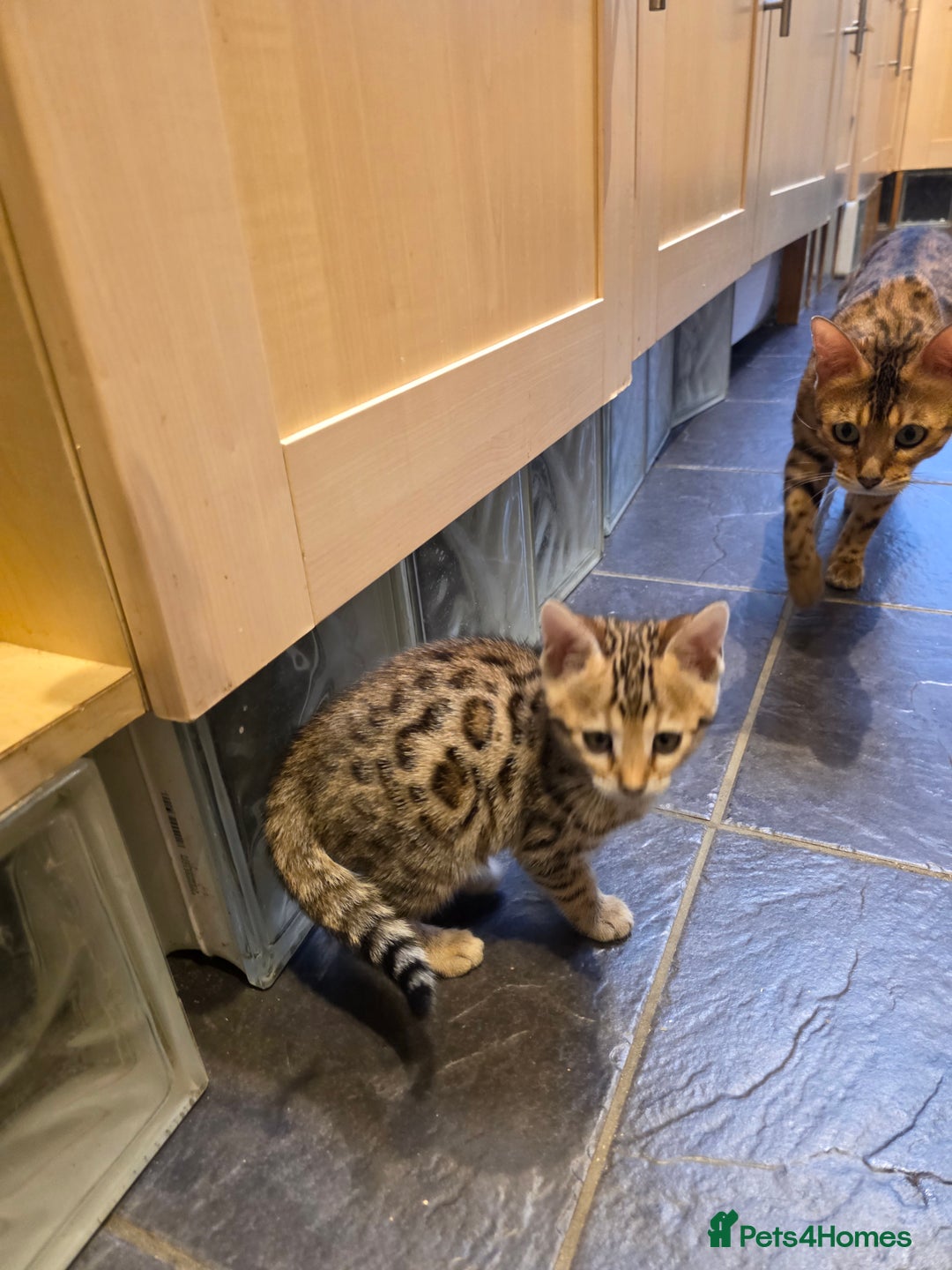 Bengal cats for sale: Outstanding quality Brown rosetted bengal kittens  - Advert 7