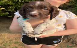 English Springer Spaniel dogs for sale: English Springer Spaniel Puppies - Image 15