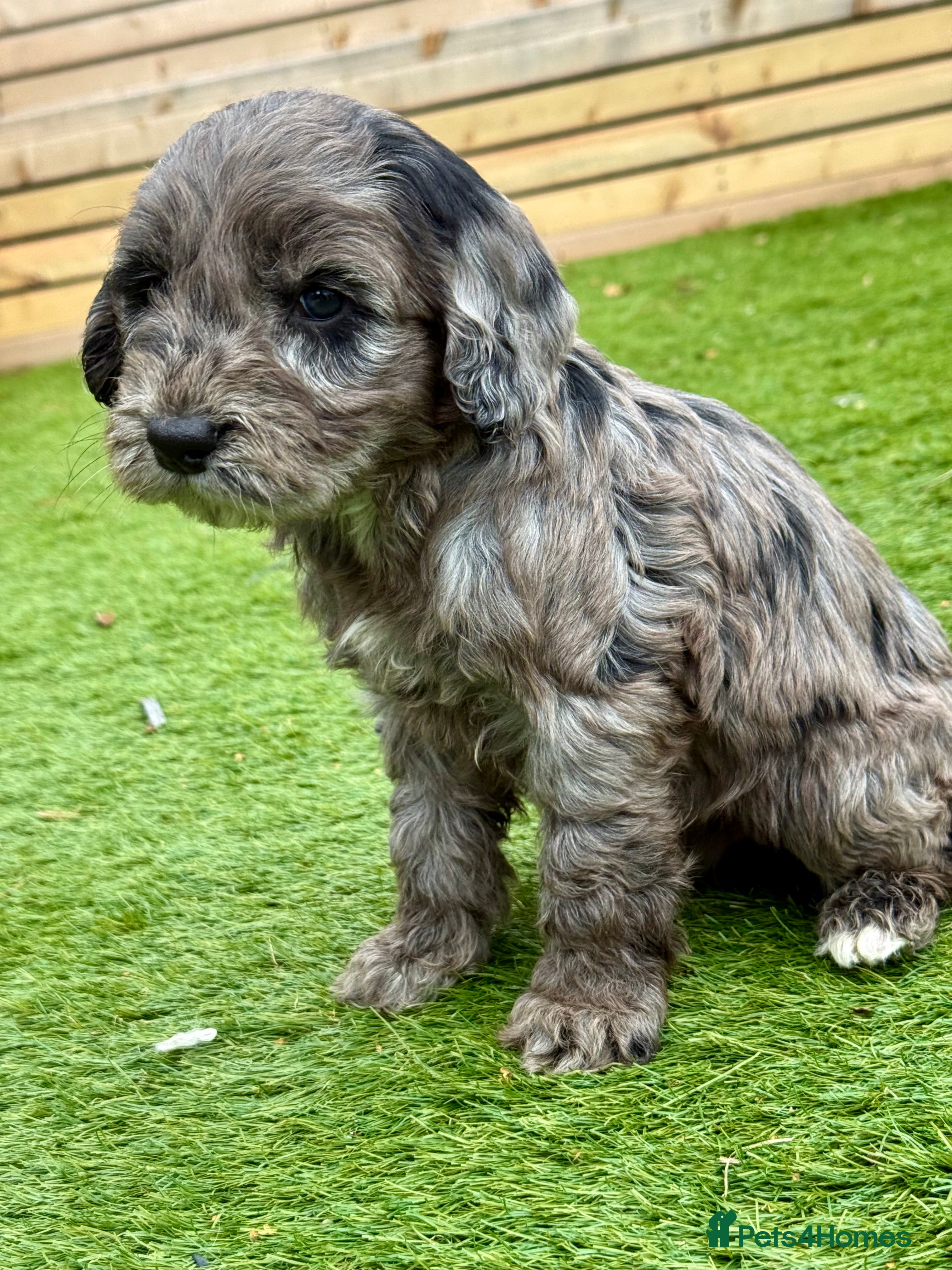 Cockapoo dogs F1 COCKAPOO’S - Advert 3