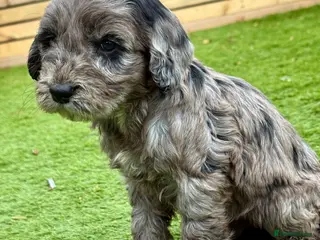 Cockapoo dogs F1 COCKAPOO’S - Advert 3