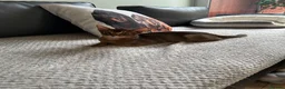 Abyssinian cats for sale: Last one boy ready to go🌟 - Advert 6