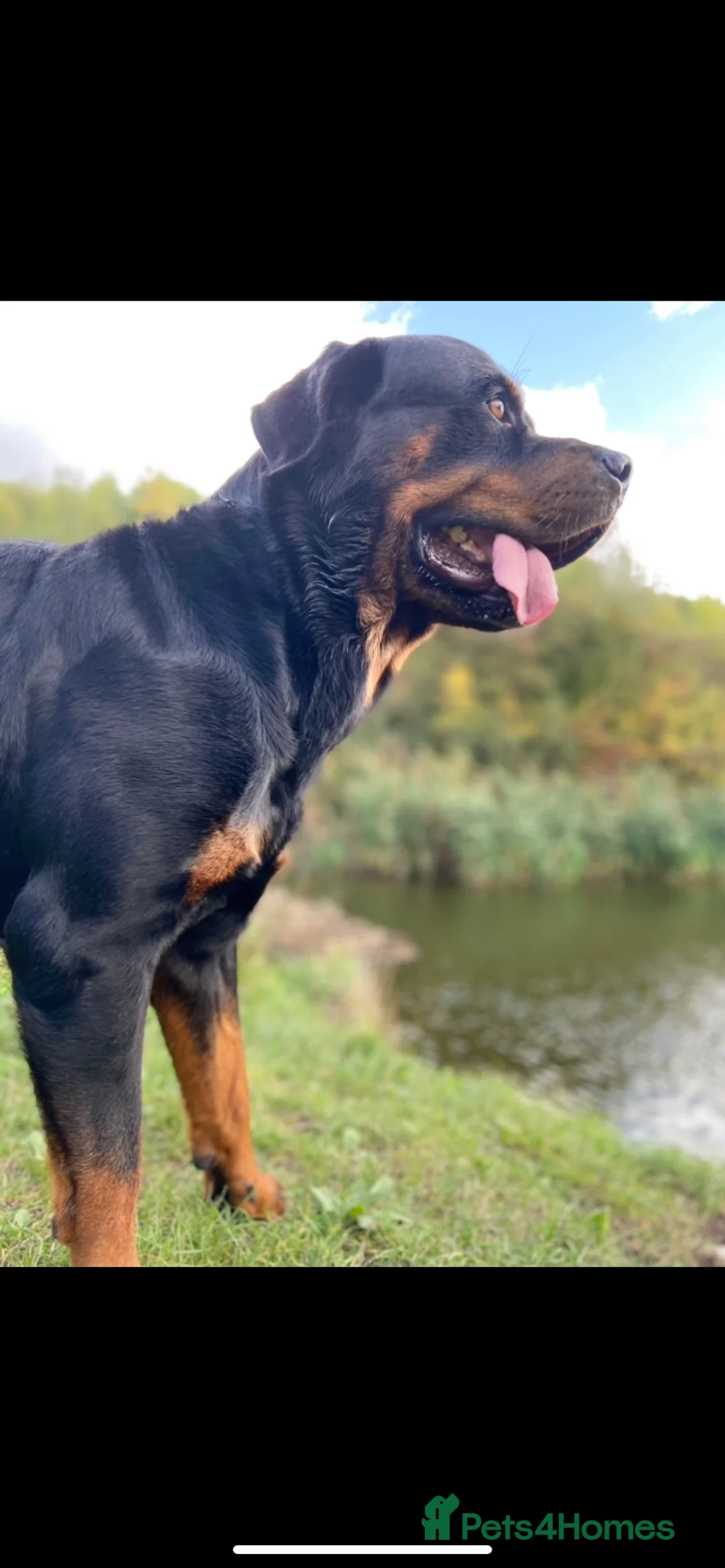 Rottweiler dogs for stud: •PROVEN •Very experienced stunning Rottweiler Stud in Doncaster - Advert 19