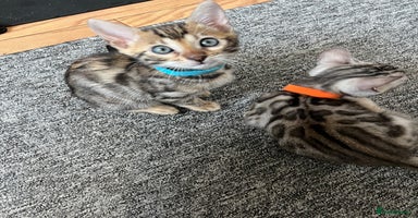 Bengal cats - Advert 9