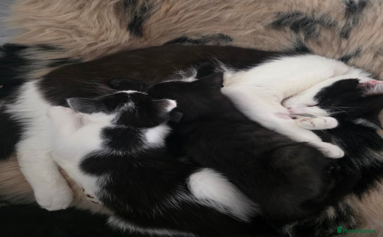 Mixed Breed cats - Advert 9