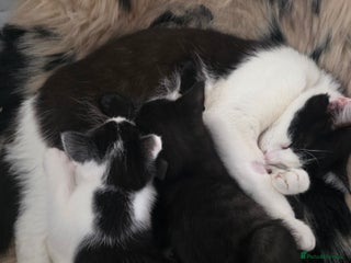 Mixed Breed cats - Advert 33