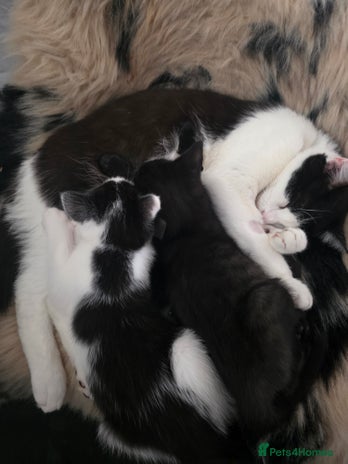 Mixed Breed cats - Advert 4