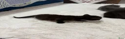 British Shorthair cats for sale:  4 Beautiful Kittens for sale 1 grey 3 Black  - Advert 8