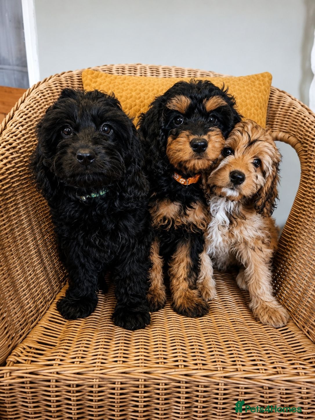 Cavapoo dogs Ready Now - 3 Girl F1 Toy Cavapoos Health Checked - Advert 16