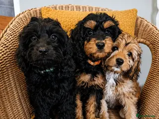Cavapoo dogs Ready Now - 3 Girl F1 Toy Cavapoos Health Checked - Advert 16