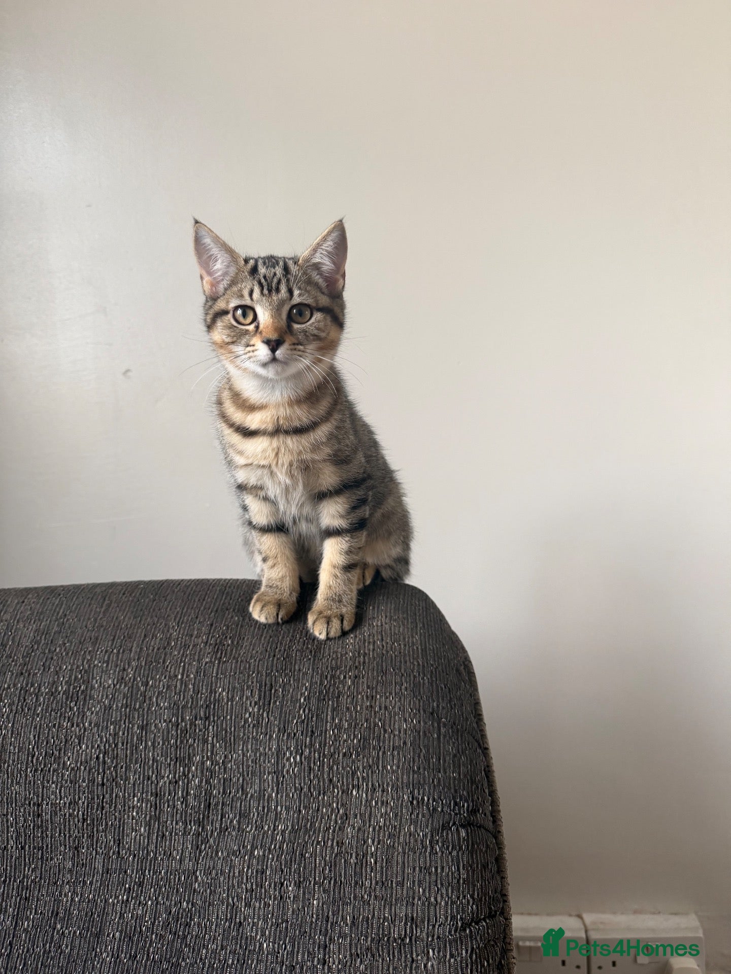 Mixed Breed cats 🐾 Beautiful Little Female Kitten 🐾❤️ - Advert 10