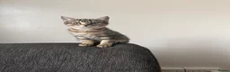 Mixed Breed cats for sale: 🐾 Beautiful Little Female Kitten 🐾❤️ - Advert 3