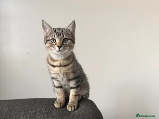 Mixed Breed cats 🐾 Beautiful Little Female Kitten 🐾❤️ - Advert 6
