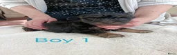 Norfolk Terrier dogs for sale: Norfolk Terrier Puppies - Advert 9