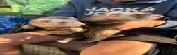 Ferret rodents for sale: 4 young Jill ferrets polecat cross silver  in March - Advert 8