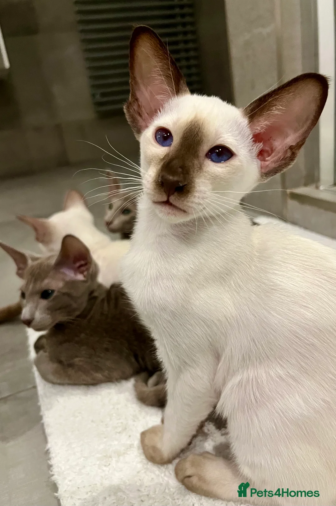 Siamese cats for sale: Supreme Pedigree Siamese kittens GCCF registered  - Advert 13