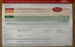 Labrador Retriever dogs for sale: Gorgeous, chunky pedigree Labrador puppy - Advert 20