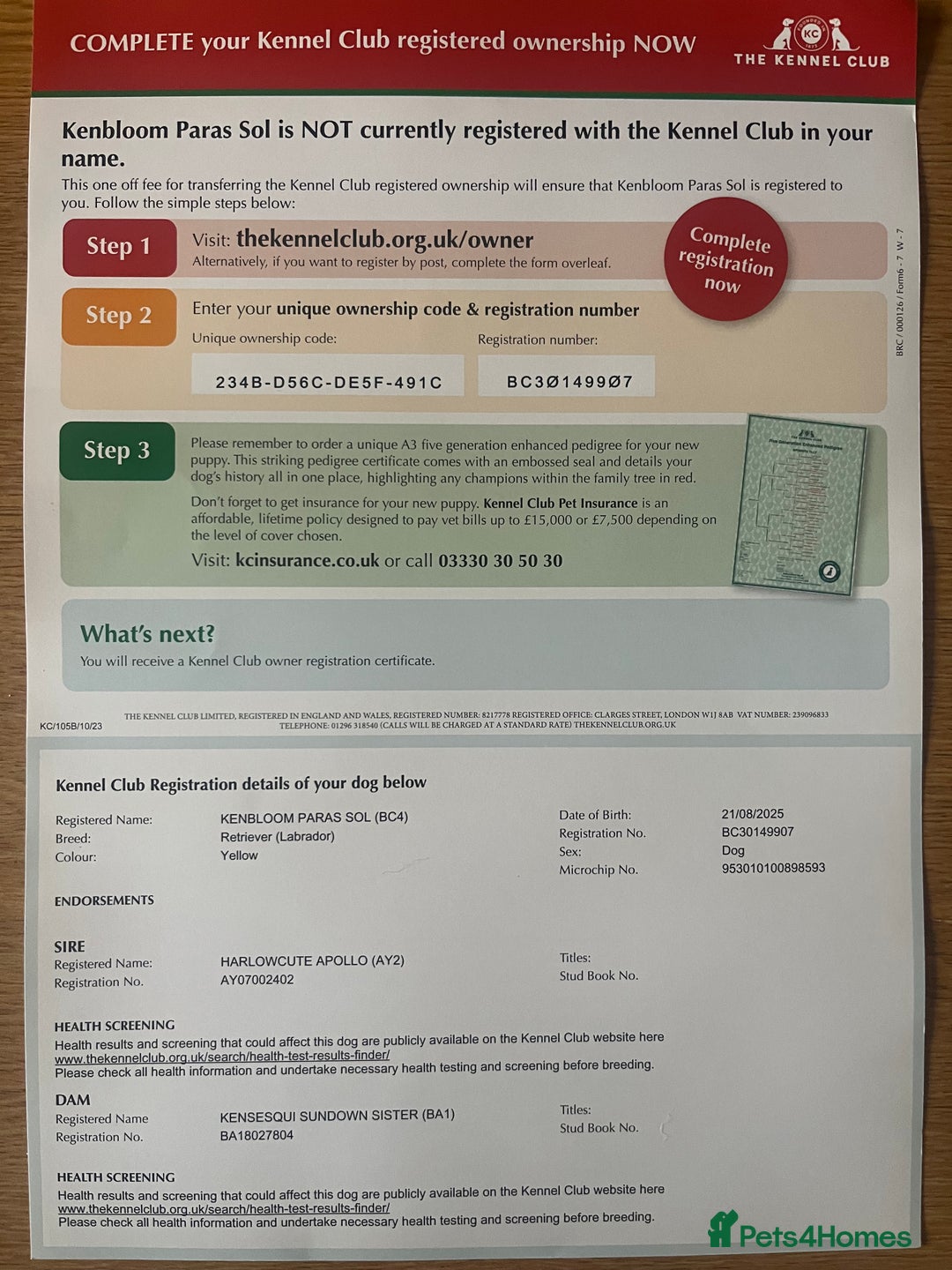 Labrador Retriever dogs for sale: Gorgeous, chunky pedigree Labrador puppy - Advert 20